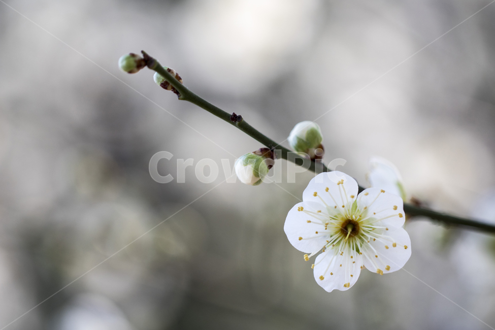 매화,매화꽃,매화나무,푸른하늘,봄,봄꽃,꽃,봄,계절,spring,season,식물,자연,plants,nature,꽃,flower,plant