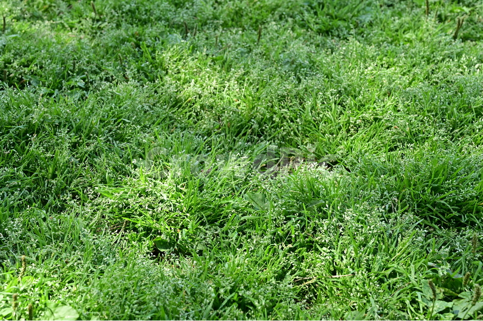 잔디,grass,초록색,green,식물
