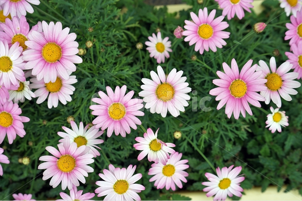 봄,꽃,꽃송이,원예,자연,아름다움,향기,spring,season,flower,floreal,bloom,nature,garden,beautiful,plant,식물,자연,plants,nature,꽃,flower