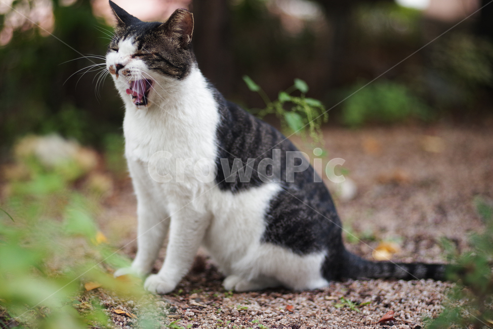 고양이,길고양이,길냥이,동물,자연,애완동물,cat,kitty,kitten,cute,animal,pet,동물,animal,포유류,mammal,고양이,cat,kitten,kitty