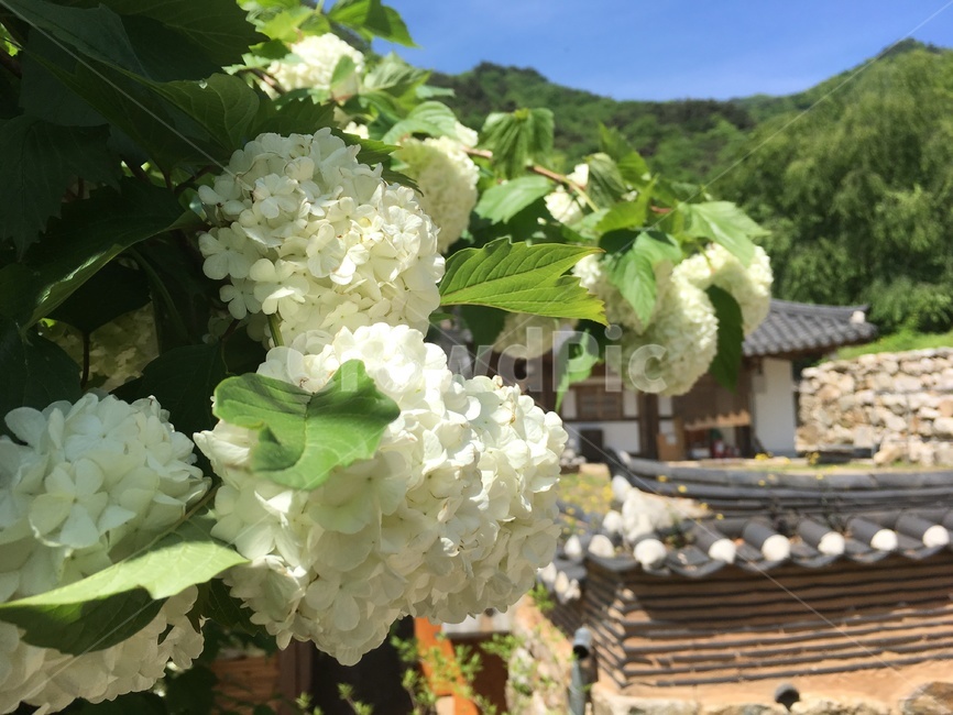 수국,클로즈업,확대,꽃,자연