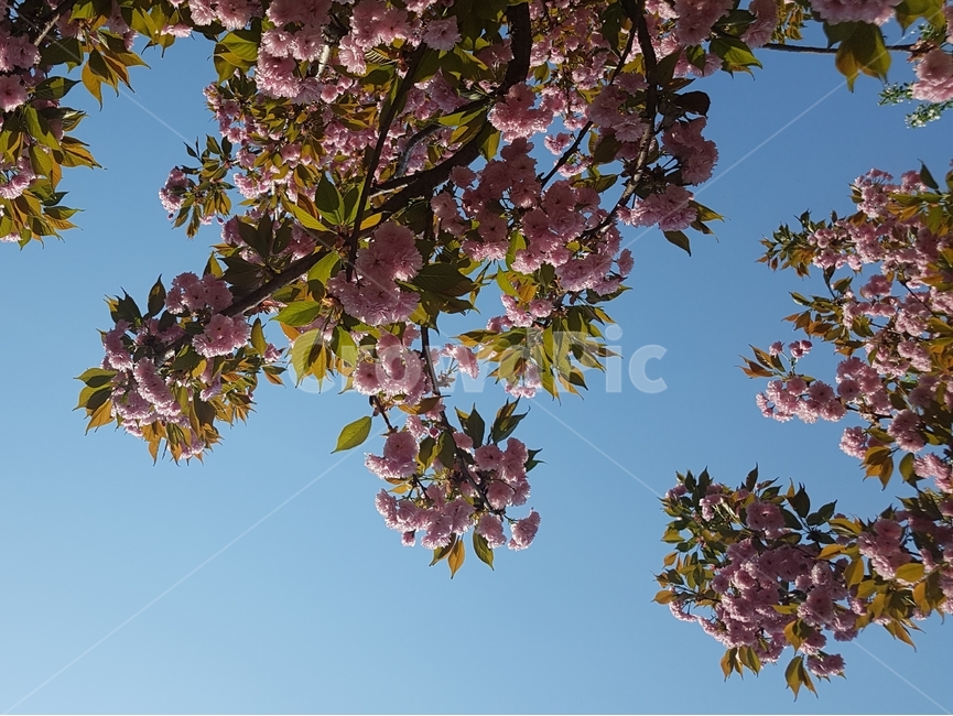 겹벚꽃,벚꽃,봄,꽃,핑크,cherryblossom,분홍,분홍색,하늘,자연,flower,flowers,spring,nature,plants,계절,pink,season,식물,왕벚꽃,풍경,landscape,꽃잎,sky,봄,계절,spring,season,식물,자연,plants,nature,꽃,flower,leaf,잎,plant