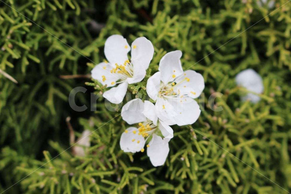 꽃,풍경,야외,주간,벚꽃,봄,자연,식물,자연,plants,nature,감성,sensible,feeling,꽃,flower