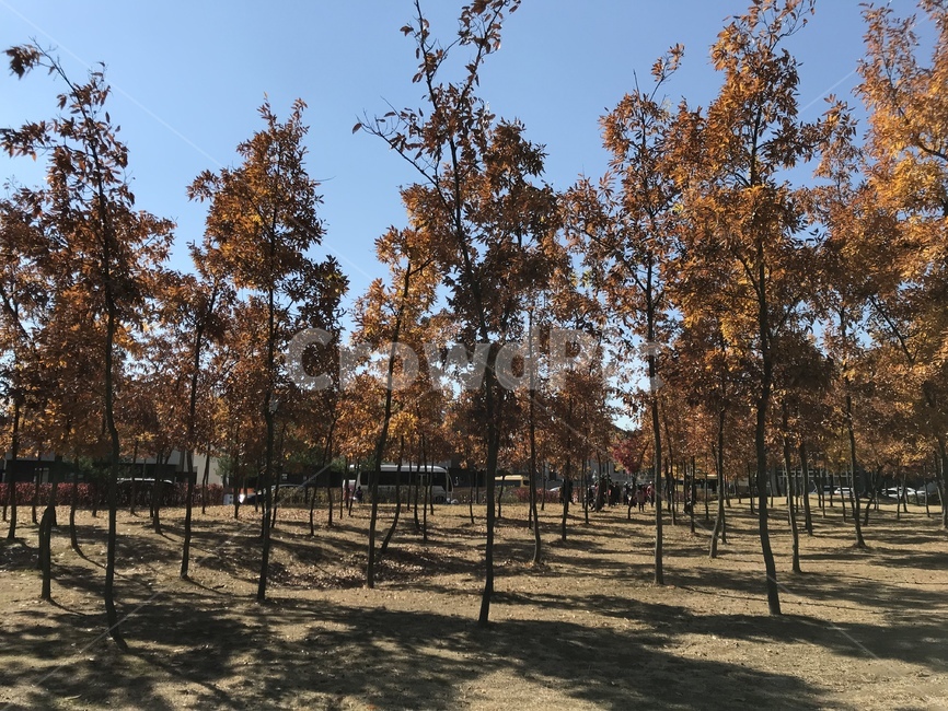 나무,가을,공원,단풍,풍경,자연,가을풍경