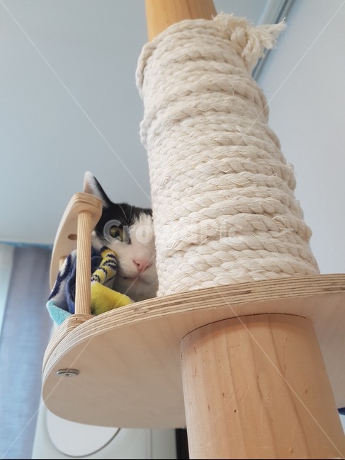 cattower,고양이,검정색,하얀색,cat,캣타워,동물,animal,포유류,mammal,고양이,cat,kitten,kitty