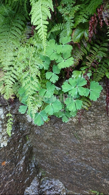 바위,매발톱,산,식물,plant,식물,자연,plants,nature