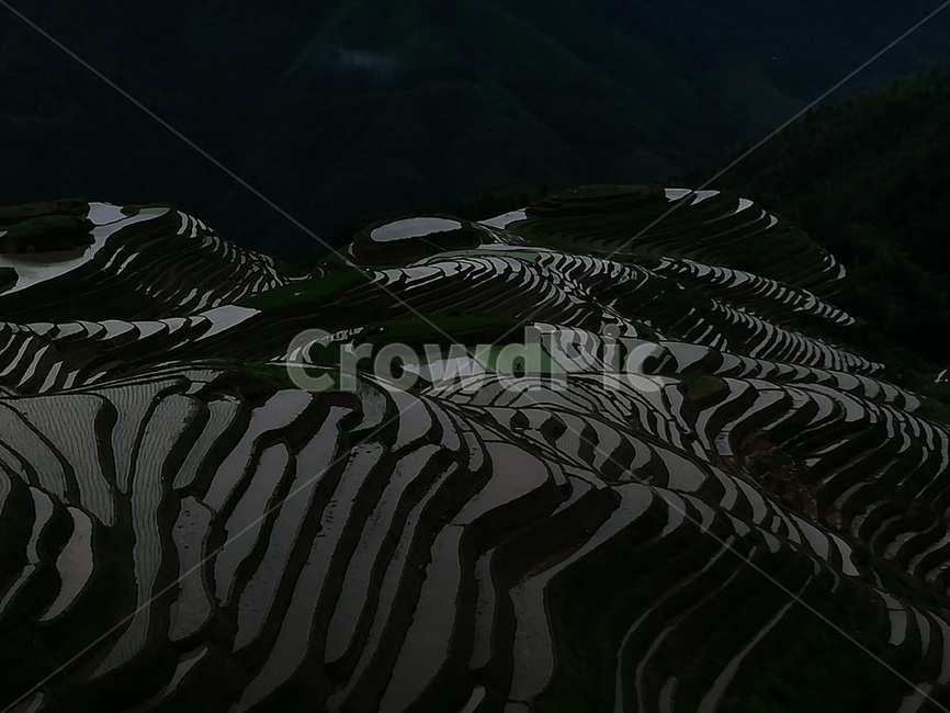 음영,다락논,계림,다락논저녁,다락논새벽,자연,풍경,nature,landscape,농업,농사,agriculture,farming,farming industry,scenery,outdoors,옥외,경치