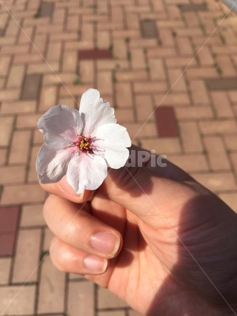 벚꽃,봄,식물,계절,cherryblossom,spring,season,plant,flower,손,hand,꽃