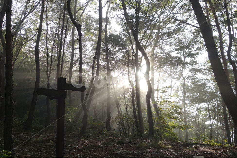 등산,빛내림,아침,산,나무,숲,흙,자연,풍경,nature,landscape,light,빛,flare,플레어,vegetation,초목,plant,식물,woodland,삼림지,outdoors,옥외,forest,tree,land,땅