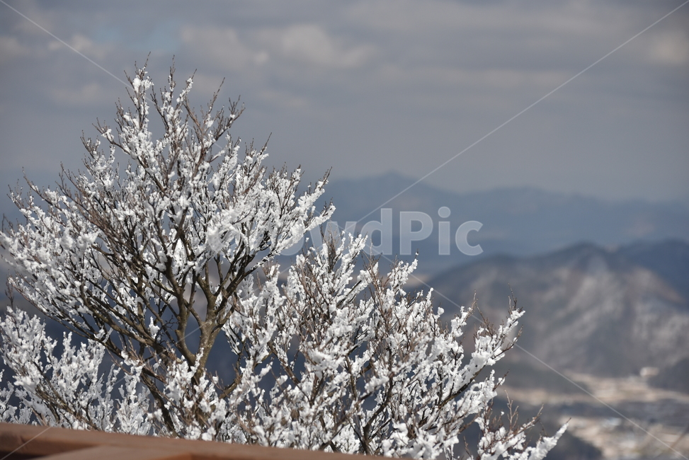 눈꽃,나무,눈,겨울,ice,snow,outdoors,나뭇가지,풍경,전망,서리,자연,겨울,계절,winter,season,나무,trees,wood