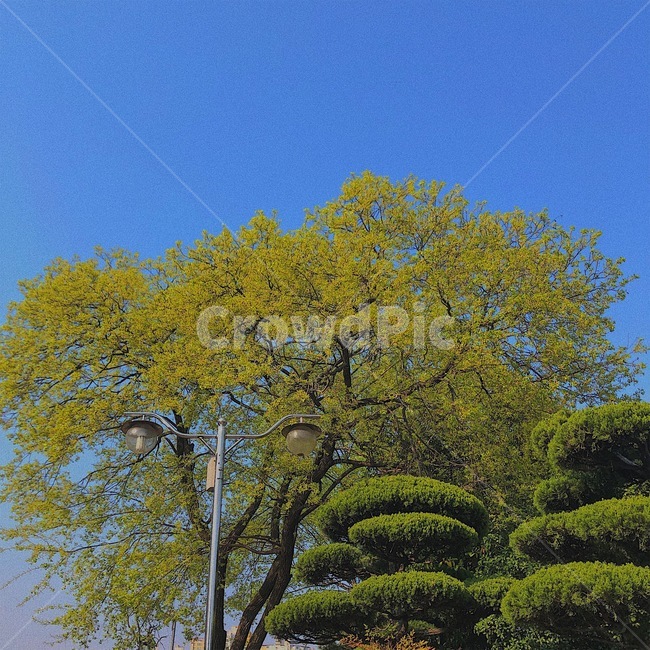하늘,나무,풍경,분위기,감성,봄,계절,spring,season,식물,자연,plants,nature,tree,plant