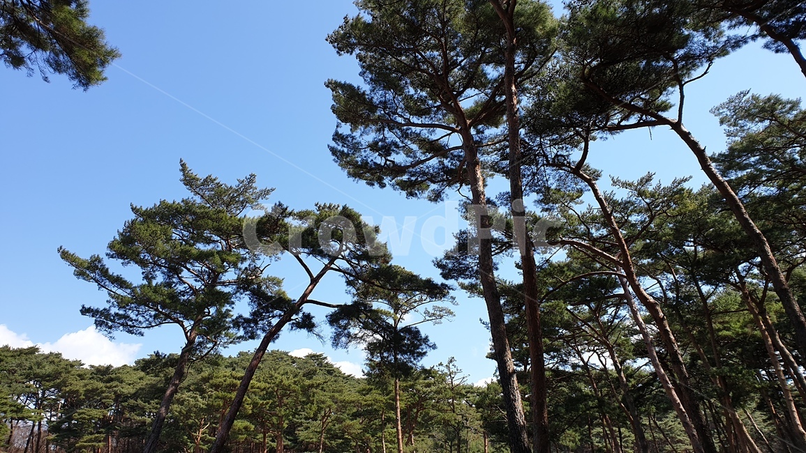 안면도,자연휴양림,소나무,숲,파노라마,풍경,자연,풍경,nature,landscape,나무,trees,wood,tree,plant,식물,fir,전나무