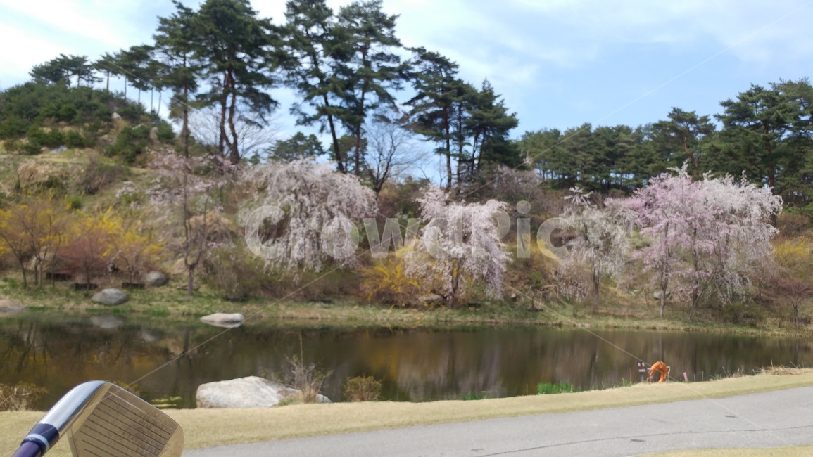 벚꽃,식물,자연,나무,풍경