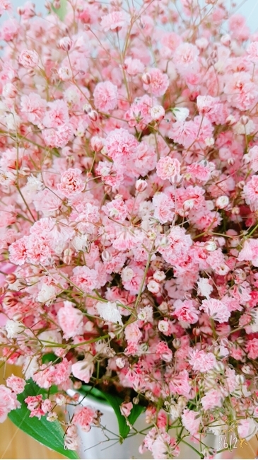 꽃,핑크,안개,자연,꽃집,사랑,식물,자연,plants,nature,꽃,flower