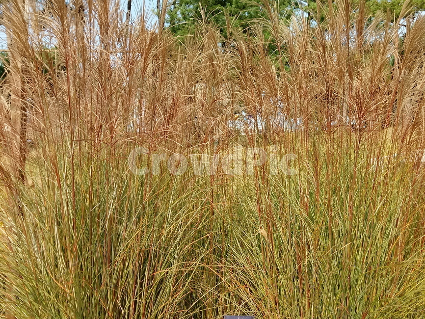 식물,plant,볏과,여러해살이풀,겸가,reed,식물,자연,plants,nature