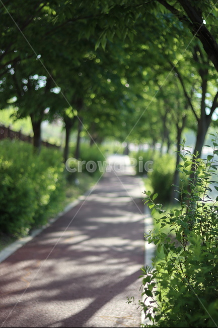 산책길,초록,나무,햇빛,풀,봄,자연,풍경,nature,landscape,한국자연풍경,한국자연경관,korea nature landscape,arbour,정자,garden,정원,outdoors,옥외