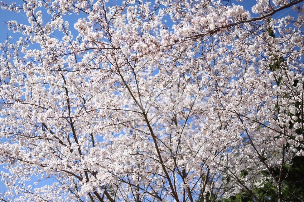 벚꽃,분홍,팝콘,하늘,꽃놀이,핑크,자연,풍경,nature,landscape,꽃,flower,나무,trees,wood,plant,식물,blossom