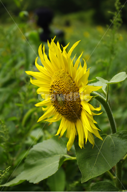해바라기,꽃,flower,식물,plant,식물,자연,plants,nature,꽃,flower