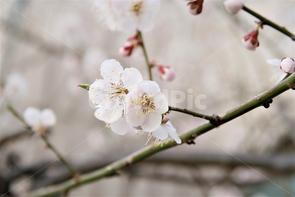 벚꽃,봄,벚꽃나무,벚꽃놀이,꽃,식물,봄,계절,spring,season,식물,자연,plants,nature,꽃,flower,plant,blossom