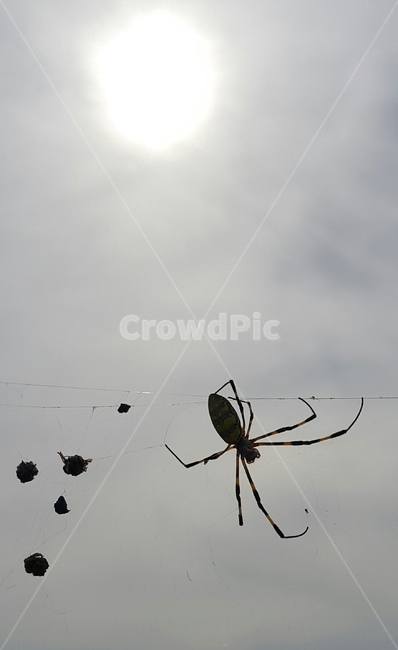 거미줄,거미,해와거미,거미집,스파이더