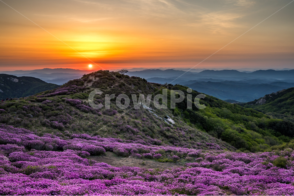 자연,풍경,일출,하늘,구름,태양,황매산,철쭉,철쭉축제,산,운해,nature,landscape,sunrise,sky,clouds,sun,봄,계절,spring,season,자연,풍경,nature,landscape,한국자연풍경,한국자연경관,korea nature landscape,outdoors,옥외
