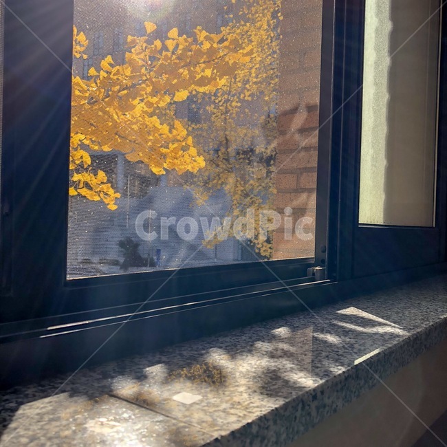 가을,fall,은행잎,leaf,창문,햇빛,가을,계절,fall,autumn,season