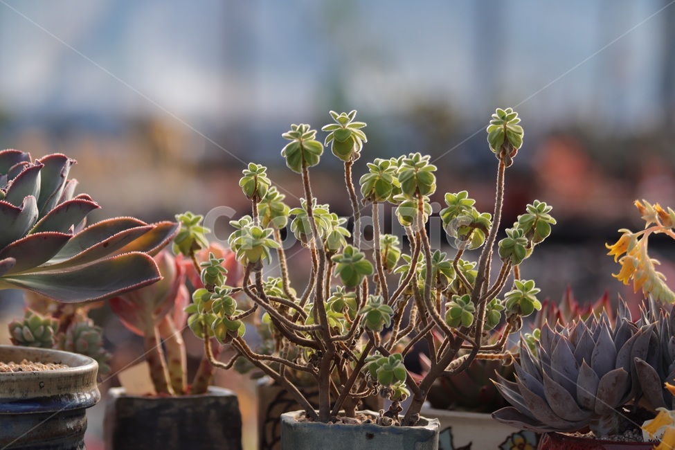 식물,다육,다육이,다육식물,허브,장미허브,plant,실내용화초,화분,화초,house plant