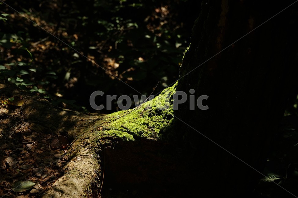이끼,그늘,나무,자연,moss,forest,nature,wood,식물,자연,plants,nature,휴식,힐링,rest,relaxation,healing