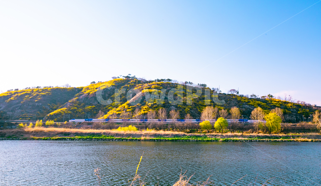 응봉산개나리,응봉산,개나리,응봉산개나리반영,중랑천개나리,봄,계절,spring,season,자연,풍경,nature,landscape,outdoors,옥외,water,물