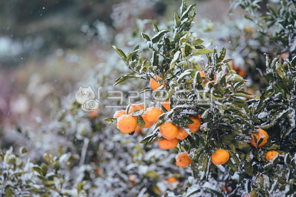 귤,감귤,노지감귤,주렁주렁,열매,과실,과수원,감귤농장,나무,감귤나무,귤나무,제철과일,감귤류과일,citrusfruit,겨울과일,겨울귤,천혜향,레드향,타이백감귤,하우스감귤,황금향,한라봉,제주귤,제주도귤,제주감귤,제주도감귤,감귤류과일,food,음식,식물,plant,과일,fruit,citrusfruit,겨울,계절,winter,season,과일,열매,fruit