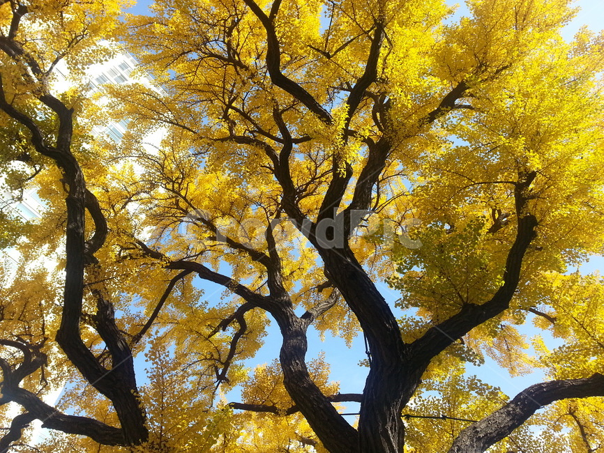 은행나무,나무,은행,힐링,노란잎,자연,fall,노란나무
