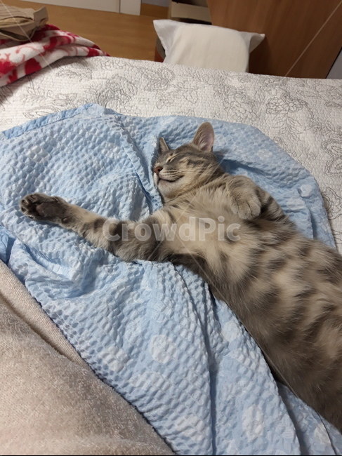 고양이,반려묘,자는고양이,코리안숏헤어,집고양이,누운고양이,cat,sleep,sleepingcat,koreanshorthair,pet