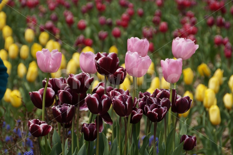 튜립,튜립축제,아침고요수목원,꽃사진,수목원,서울근교수목원,여행,봄,계절,spring,season,식물,자연,plants,nature,꽃,flower,plant,blossom