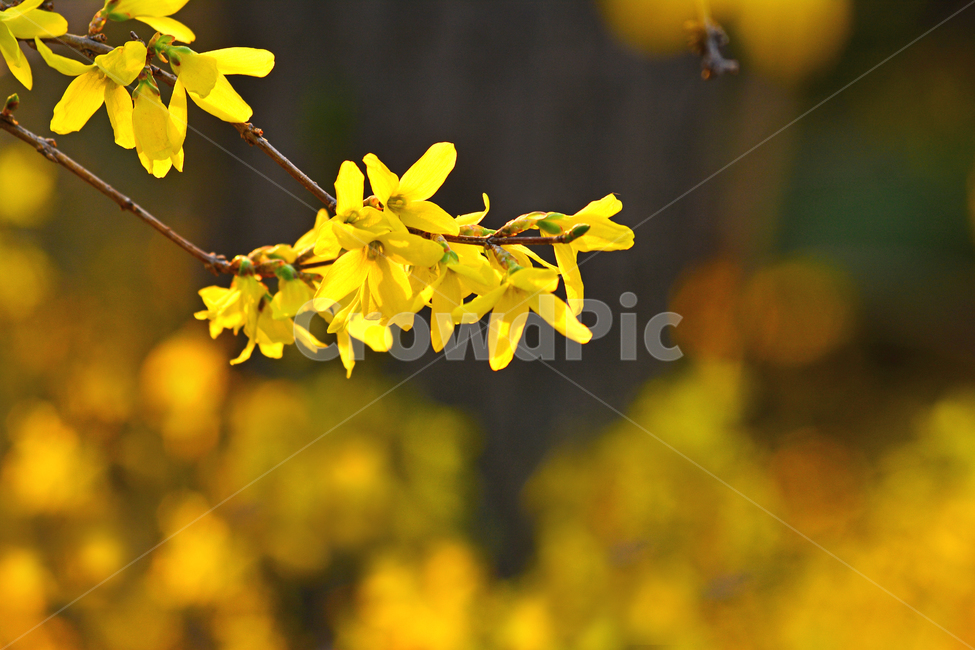 개나리,봄꽃,노랑색꽃,4월,3월,토종,보케,접사,빛망울,마크로,클로즈업,flowers,macro,closeup,spring,season,계절,시즌,배경,바탕,백그라운드,식물,관목,yellow,봄,계절,spring,season,식물,자연,plants,nature,꽃,flower,plant