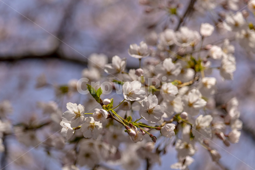 벚꽃,벚나무,cherryblossoms,봄꽃,벚나무꽃,흰꽃