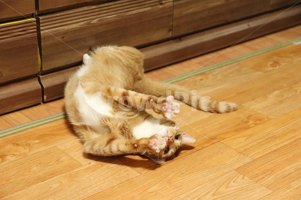 고양이,캣,코숏,코리아숏헤어,반려묘,반려동물,동물,치즈코숏,노란고양이,집고양이,길고양이,cat,동물,animal,포유류,mammal,고양이,cat,kitten,kitty
