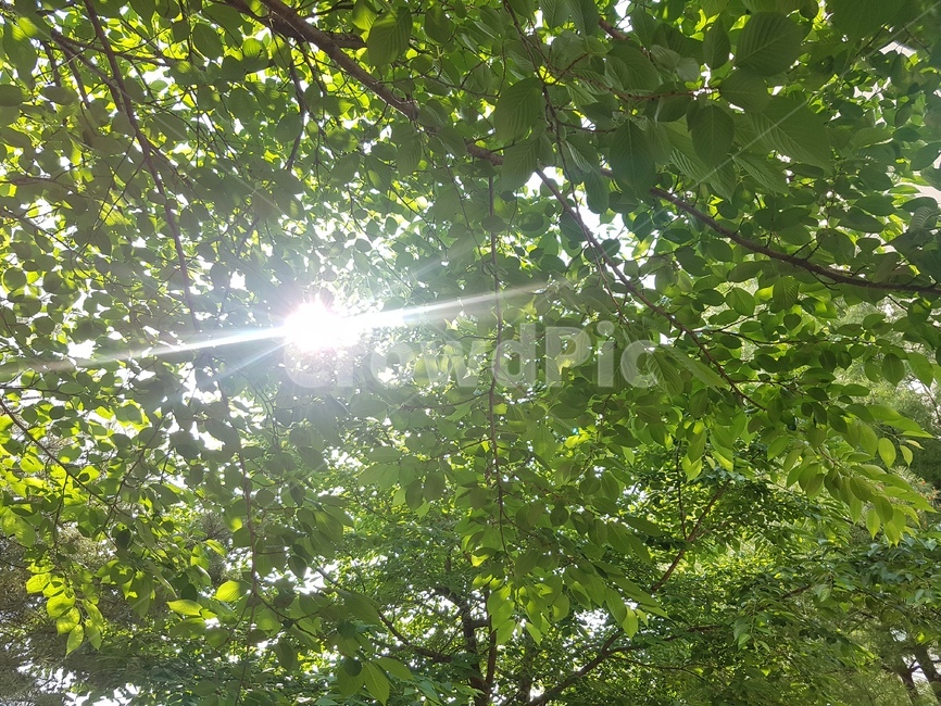 나무,햇빛,햇살,초록색,연두색
