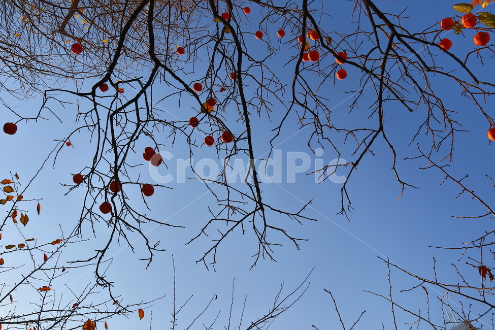 감나무,가을,열매,과일,감,나무가지,식물,자연,plants,nature,나무,trees,wood,과일,열매,fruit