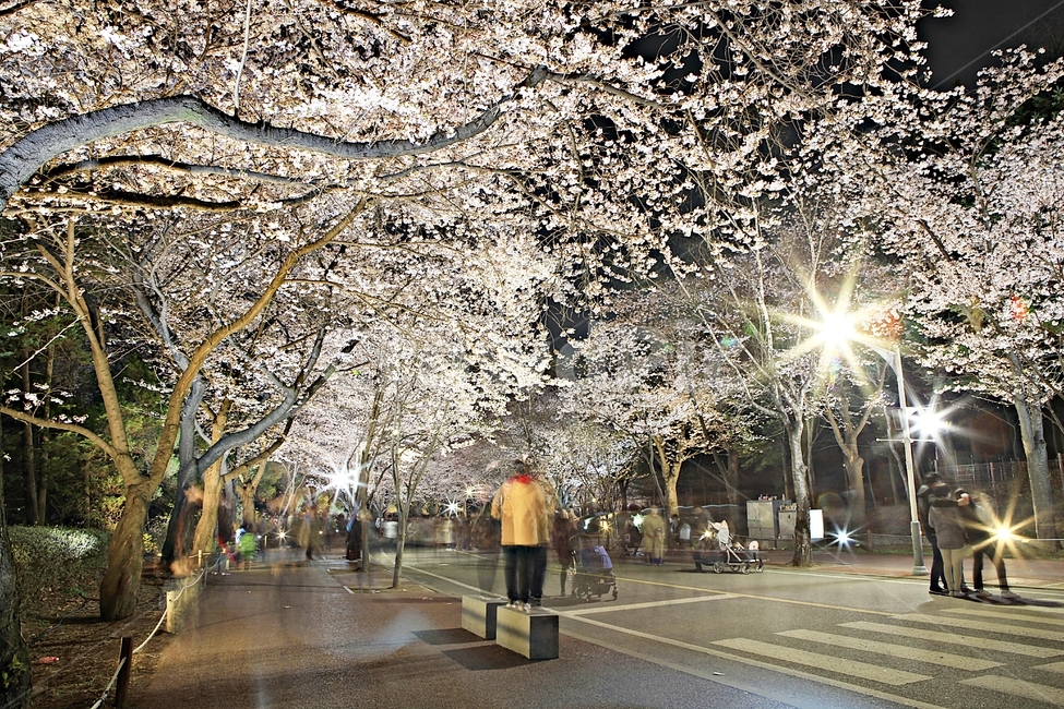 벗꽃,야간벗꽃길,인천대공원,꽃,조명,풍경,자연,배경