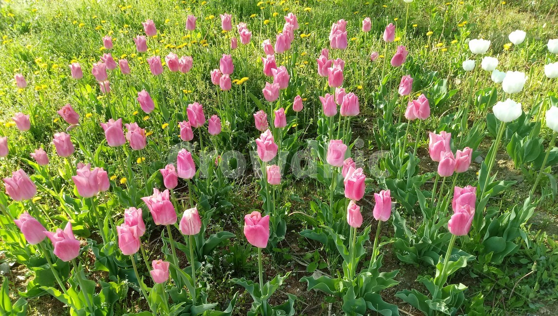 튤립,tulip,백합과,식물,꽃,구근초,여러해살이화초