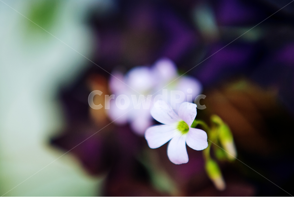 봄,fall,autumn,식물,계절,나무,자연,풍경,꽃,하늘,구름,autumnal,season,plants,autumncolors,nature,landscape,scenery,scene,view,flower,bloom,봄,계절,spring,season,식물,자연,plants,nature,꽃,flower,geranium,제라늄,plant,blossom