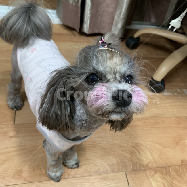 강아지,재앙,댕댕이,귀여미,사랑,동물,animal,포유류,mammal,개,강아지,dog,doggy