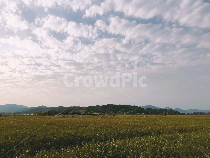 밭,하늘,풍경,갈대,자연