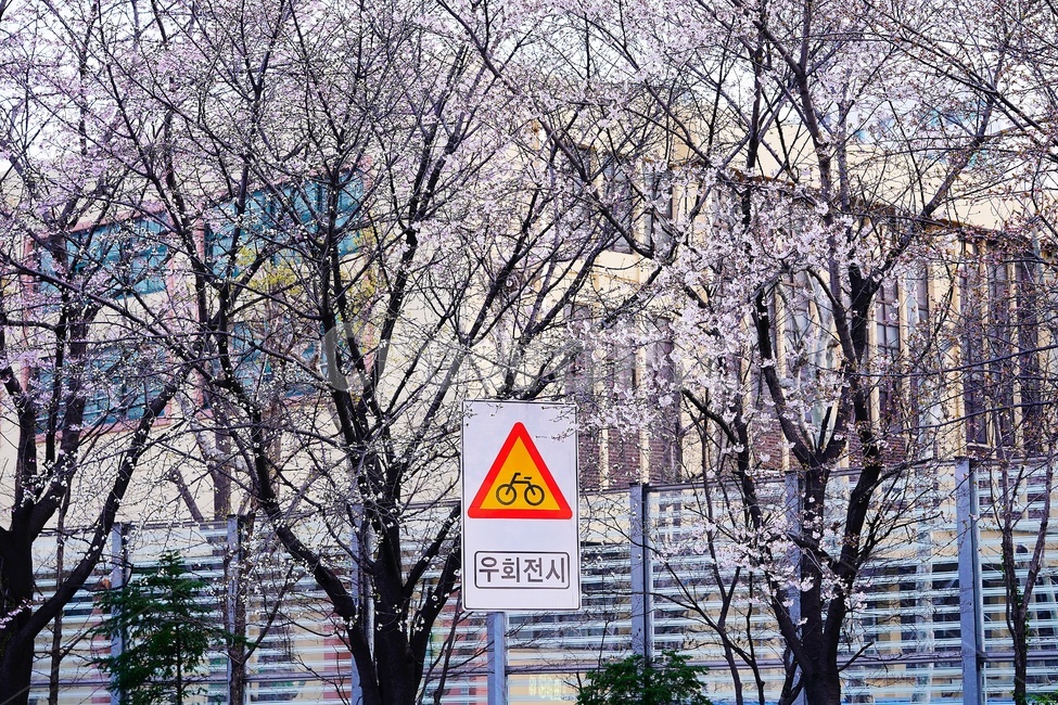 plant,식물,꽃,flower,벚꽃,blossom,풍경,landscape,scene,view