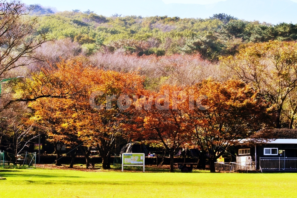나무,tree,잔디밭,낙옆,단풍