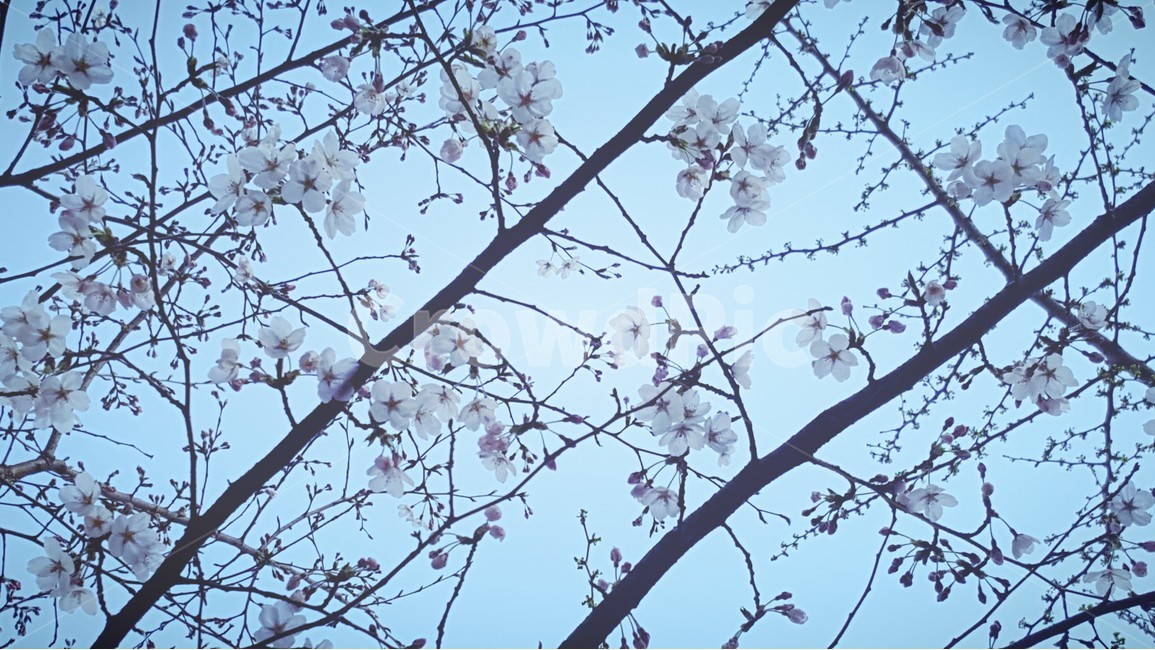 벚꽃,하늘,봄,꽃,나무,봄,계절,spring,season,식물,자연,plants,nature,꽃,flower,plant,blossom,cherry blossom
