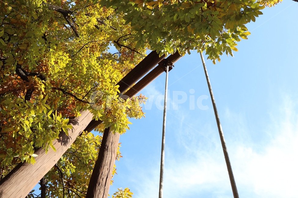 가을,그네,풍경,나무,단풍,가을하늘,하늘,가을,계절,fall,autumn,season,tree,plant,식물
