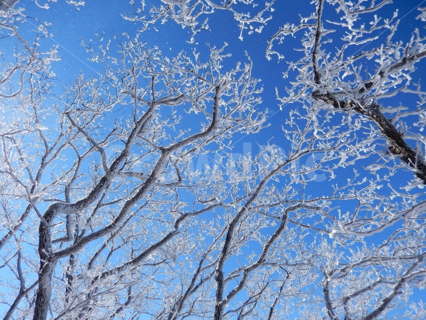 민주지산,눈꽃풍경,상고대,겨울풍경,겨울동화,눈풍경,파란하늘,100대명산,겨울명산,설경,서리꽃,영동,자연,풍경,nature,landscape,겨울,계절,winter,season,tree,나무,plant,식물