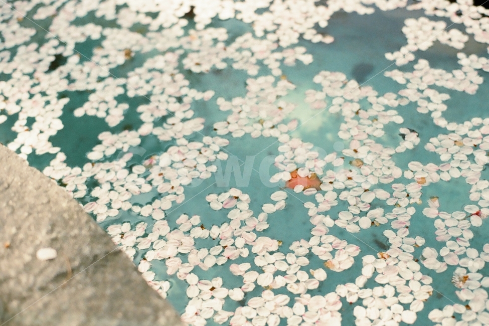벚꽃,벚꽃잎,꽃잎,감성,필름사진,봄,계절,spring,season,식물,자연,plants,nature,꽃,flower,감성,sensible,feeling,plant,petal,blossom