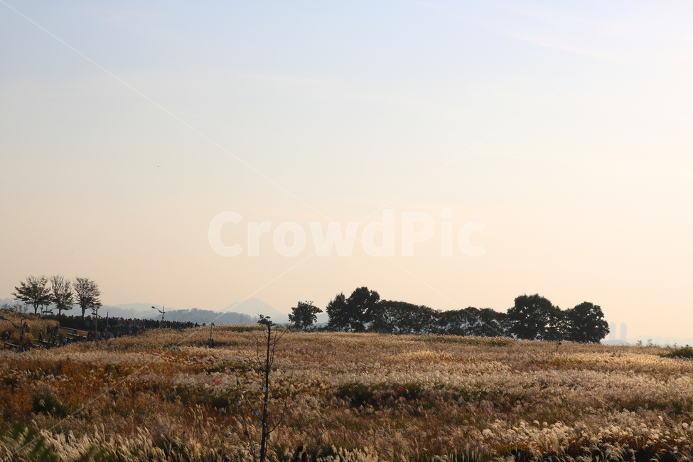 억새,자연,풍경,가을,축제,억새축제,들풀,하늘공원,공원,하늘,가을,계절,fall,autumn,season,nature,outdoors,옥외,field,들,grassland,목초지,savanna,대초원